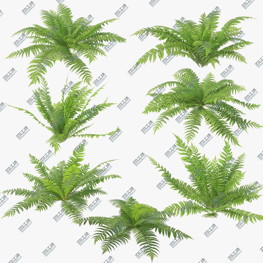 images/goods_img/2021040234/3D Ferns 01-07 model/1.jpg